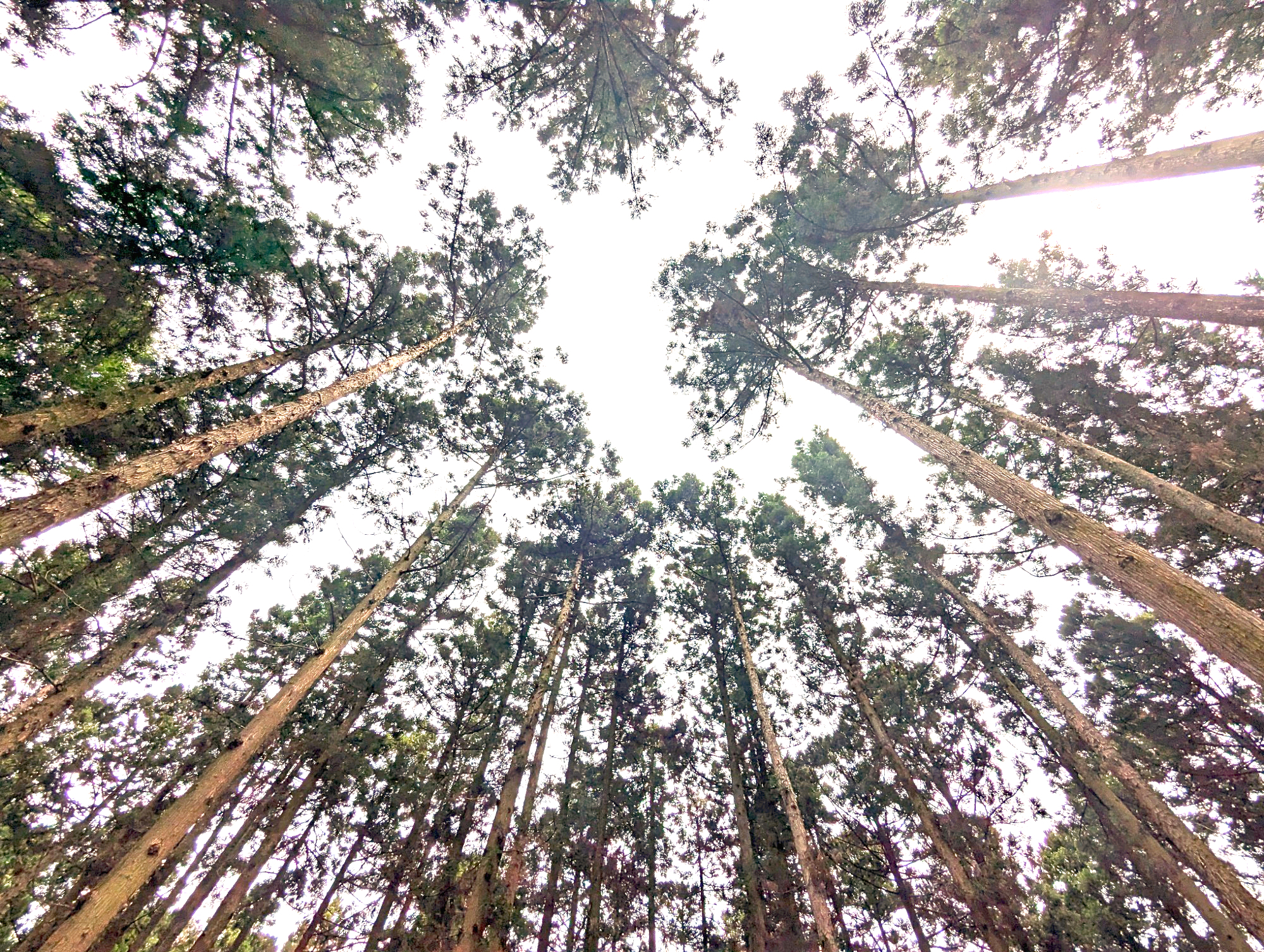 森林浴効果！林間のキャンプ場